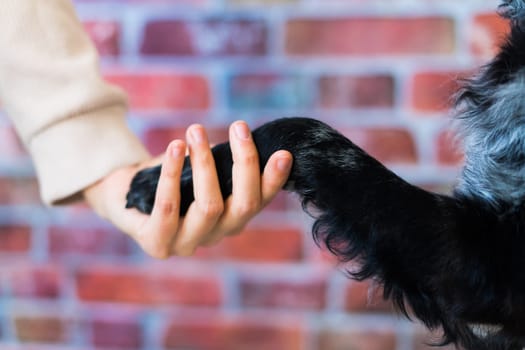 Man holds the dog's paw with love feeding mudi dog. On brick background