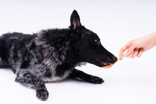 Woman feeding mudi dog on a studio or at home, closeup