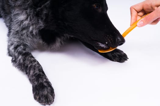 Woman feeding mudi dog on a studio or at home, closeup