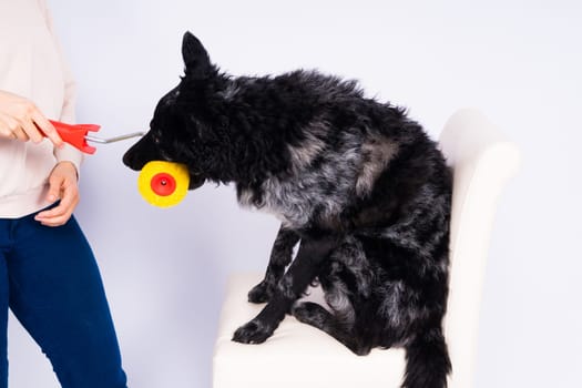 Man painting his dog doing renovation work in room. Good relationship between dog and his owner