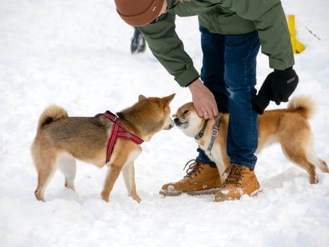 Japanese red coat dog is in winter forest. Portrait of beautiful Shiba inu male standing in the forest on the snow and trees background. High quality photo. Walk in winter