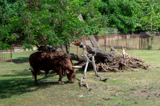 A brown cow Ankole with a large horn is eating grass. High quality photo