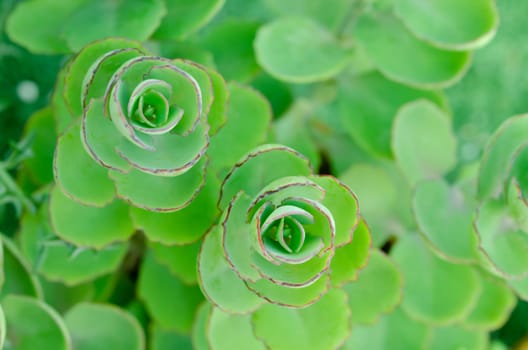 Succulent plant aeonium arboreum closeup, background.
