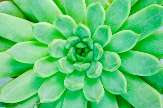 Succulent plant aeonium arboreum closeup, background.