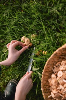 woman picking mushrooms in the meadow. High quality photo