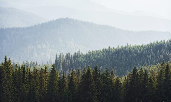 Majestic Carpathian Mountains. Beautiful landscape of untouched nature.