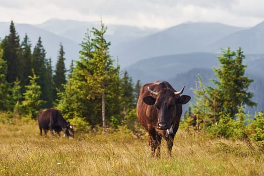 Domestic cows. Majestic Carpathian Mountains. Beautiful landscape of untouched nature.