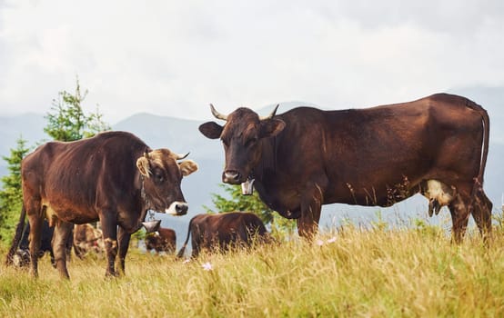 Cows outdoors at Carphatian mountains. Conception of traveling and farming.