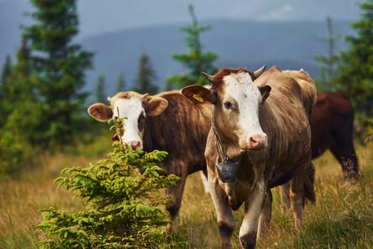 Cows outdoors at Carphatian mountains. Conception of traveling and farming.