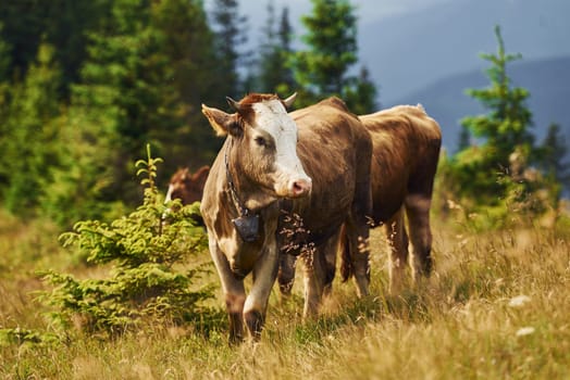 Cows outdoors at Carphatian mountains. Conception of traveling and farming.