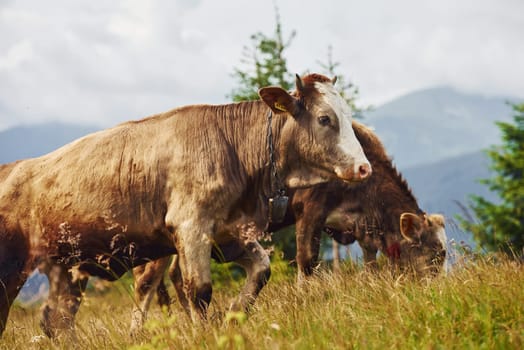 Cows outdoors at Carphatian mountains. Conception of traveling and farming.