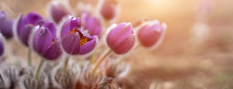 Dream grass spring flower. Pulsatilla blooms in early spring in forests and mountains. Purple pulsatilla flowers close up in the snow.