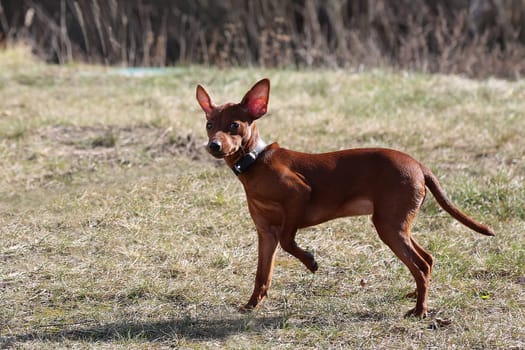 A puppy on the street, on the grass. A five-month-old tsvergpinscher puppy. The dog is walking on the grass.