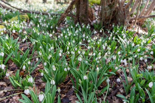 White snowdrops in the early spring in the forest. Beautiful footage of galanthus commonly known as snowdrop.