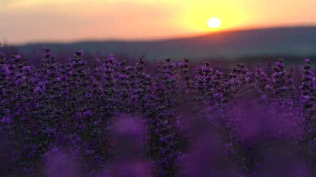 Lavender field at sunset. Blooming purple fragrant lavender flowers against the backdrop of a sunset sky.