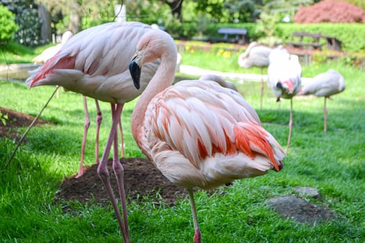Photo pink big birds greater flamingo. american flamingo phoenicopterus ruber or caribbean flamingo. High quality photo