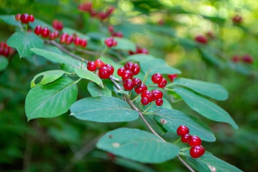 Photo tatarian honeysuckle lonicera tatarica in park. High quality photo