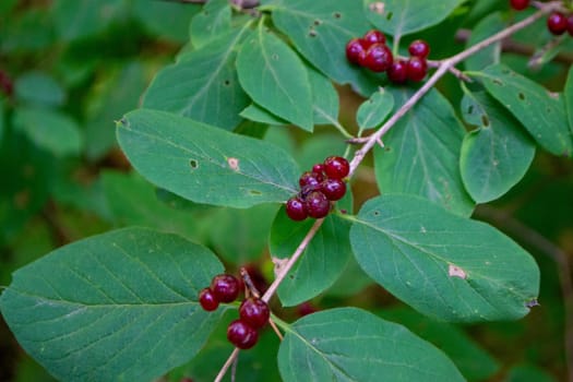 Photo tatarian honeysuckle lonicera tatarica in park. High quality photo