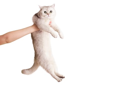Childrens hands hold a cute white british cat on a white background, isolated. Close up. Copy space
