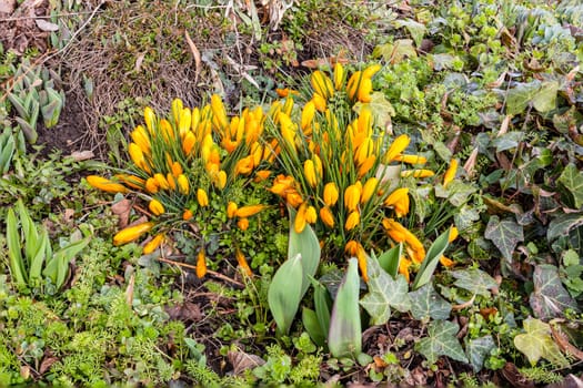 Bed with green plants and yellow crocuses in spring from half above