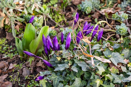 Picturesque flower bed with green plants and purple crocuses in spring from the side