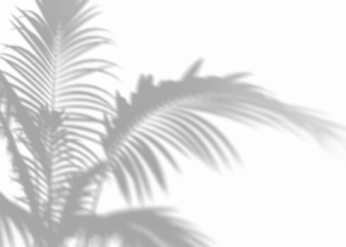 Shadow from palm leaves, overlay effect. Realistic gray shadow on white background. Applicable for product presentation, photos, backdrop. Sun light. 3D render