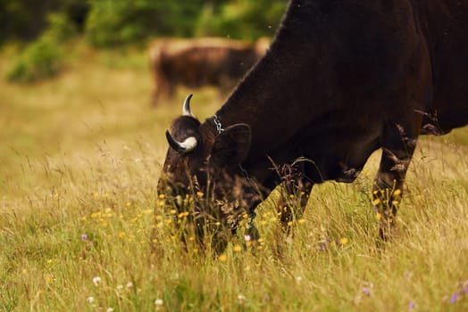 Cows outdoors at Carphatian mountains. Conception of traveling and farming.