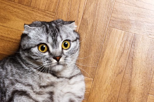 Surprised Cat lying on the floor, close up. British cat lying on the floor with copy space.