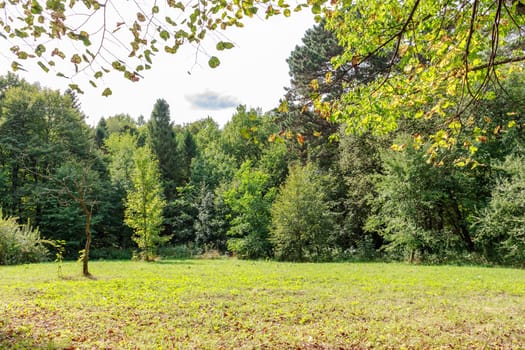 green trees and grass Large glade in autumn day.