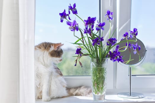 Tricolor cat sitting on a windowsill with a vase and bouquets of blue purple irises. Blue sky in window background