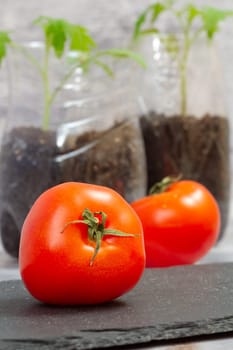 Fresh tomatoes and the plastic cans with young tomato seedlings in a soil. Cultivation of vegetables.