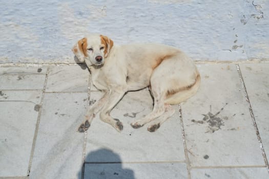 Homeless sleeping dog lying on the road on sunny summer day. The dog woke up sleepily opening his eyes looking at camera