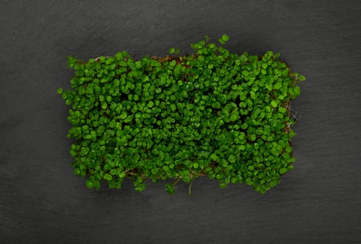 Close up fresh green arugula microgreens sprouts on black slate board background, elevated top view, directly above
