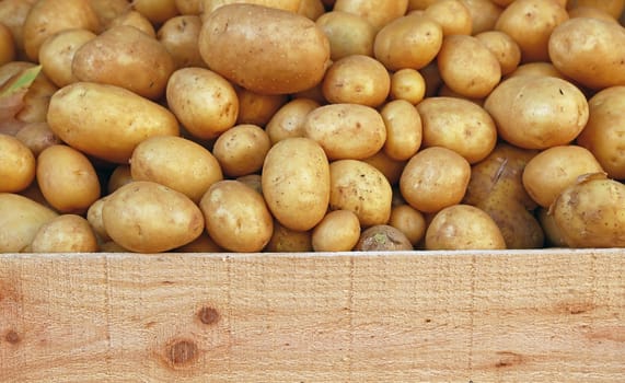 Close up heap of many fresh washed new farm potato at retail display of farmer market, high angle view