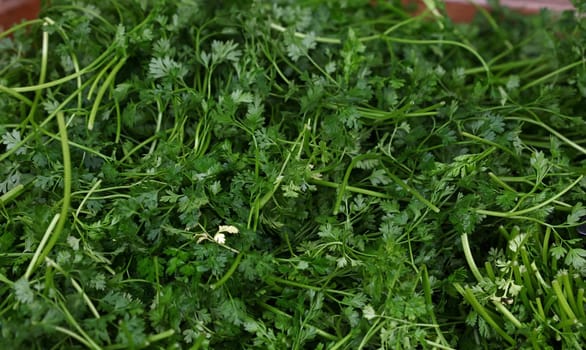 Heap of fresh green parsley bunches on farmers market display, close up, high angle view