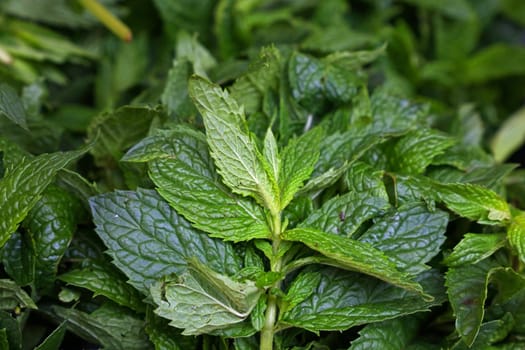 Heap of fresh green mint herb on farmers market display, close up, high angle view