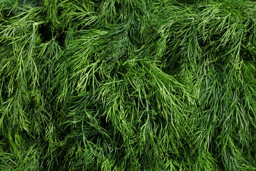 Heap of fresh green dill bunches on farmers market display, close up, high angle view