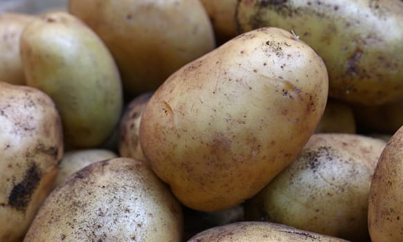 Close up heap of many fresh washed new farm potato at retail display of farmer market, high angle view