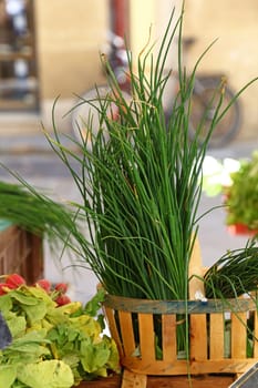 Bunch of fresh green spring bunch onion, scallion or chive on farmers market display, close up, high angle view