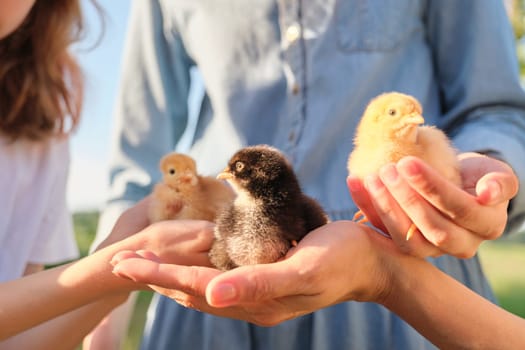 Close up of three newborn chickens in the hands of children and mother.