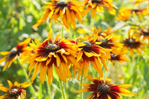 Summer blooming yellow daisies with black centers, rudbeckia black eyed susan in the garden