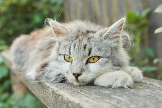 Beautiful gray fluffy cat lying on an outdoor bench, closeup of the face of a falling asleep relaxed cat