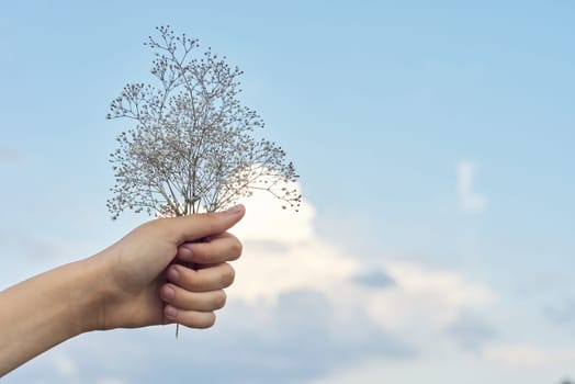 Female hand holding branch of flowering plant, background blue sky in clouds. Tenderness, fashion, beauty, natural floral herbal cosmetics for skin, copy space