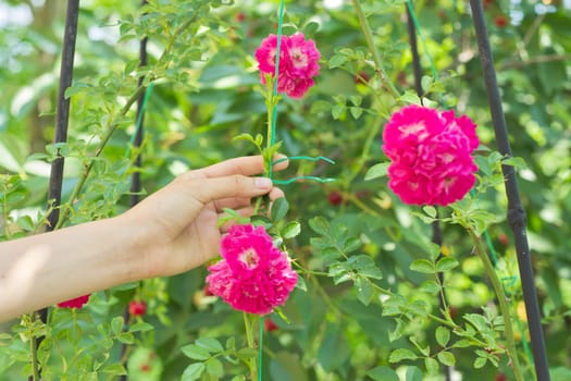 Hobbies of young woman growing rose bushes in garden, hands tying branches with weaving rose flowers on fence support