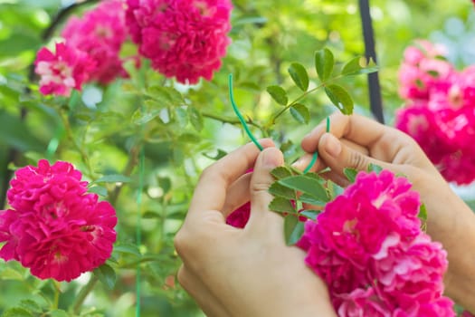 Hobbies of young woman growing rose bushes in garden, hands tying branches with weaving rose flowers on fence support