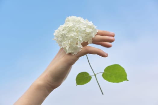 Female hand holding white hydrangea flower, background blue clear sky in clouds. Beauty, natural floral and herbal cosmetics and perfumes