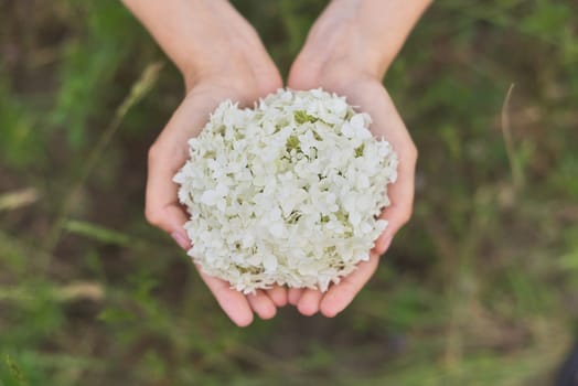Female hand holding white hydrangea flower, top view. Giving flower gift, holiday day