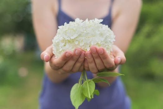 Hands of girls holding a white hydrangea flower.