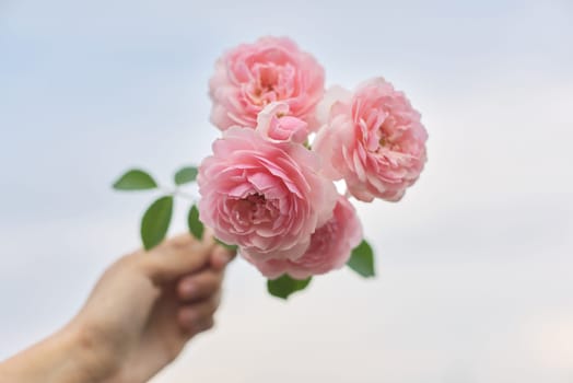 Female hand holding pink rose flower on background of blue sky in clouds.