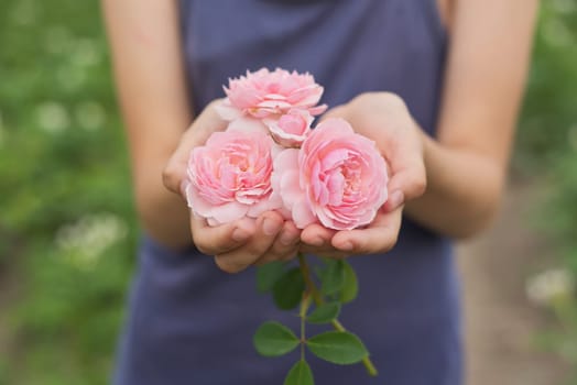 Hands of girls holding a pink rose flower.